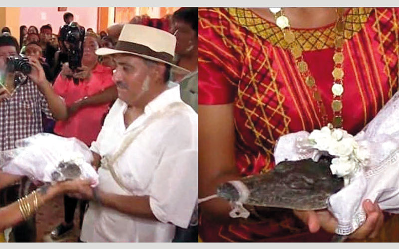 محافظ مدينة مكسيكية يتزوج من تمساح