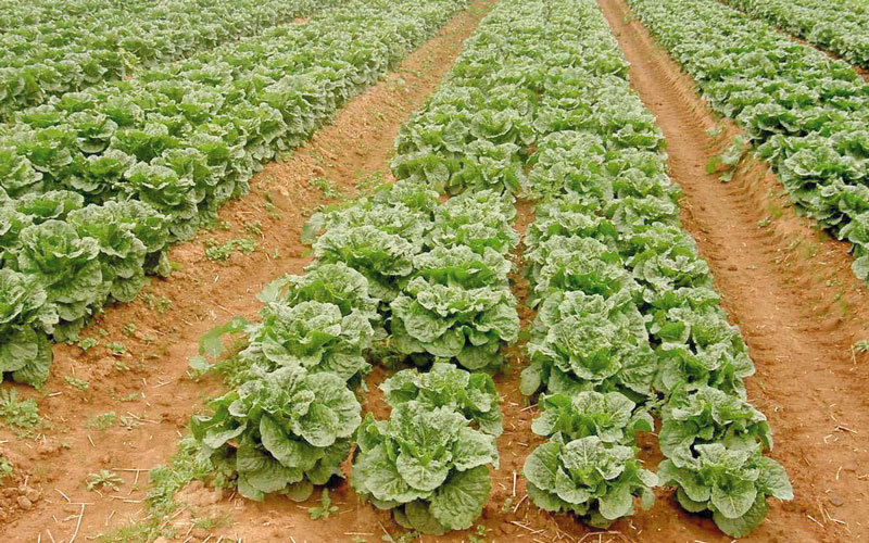 الإمارات ترفع الحظر عن استيراد الخضراوات من الأردن