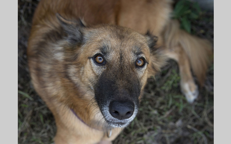 وتم تركيب الساقين للكلب "كولا"، وهو كلب تايلندي مختلط السلالة يبلغ من العمر عامين، في مطلع الشهر الحالي، وبدأ يركض بعد ذلك بخمس دقائق فقط، وفقاً لما ذكرته مؤسسة "سوي دوج" الخيرية في جزيرة بوكيت