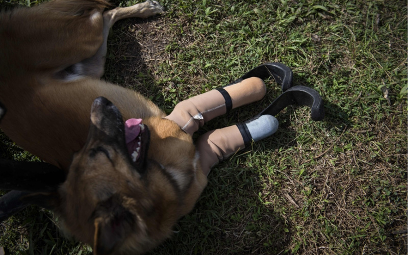 وأردف دالي أن "كولا" كان قد فقد ساقيه الأماميتين عندما كان عمره ستة شهور، بعد أن قطعهما أحد سكان بانكوك بسيف غضب من لعق الكلب حذاءه.