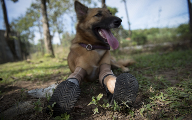 وقال مالك "معمل سكاندينافيان أورثوبيديك" في بوكيت بينجت سودربرج، إن "كولا هو أول كلب أقوم بعمل ساقين اصطناعيتين له.