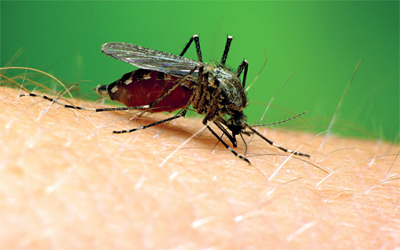 نصائح صحية للوقاية من لدغات الحشرات في فصل الصيف!  Image