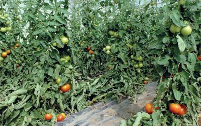 الإمارات تحقق 50٪ اكتفاءً ذاتياً من الإنتاج الزراعي