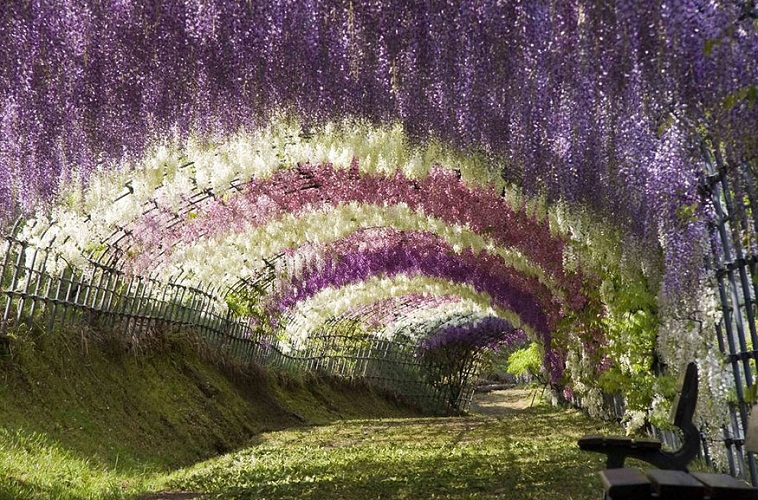 تعد حديقة "كاواشي فوجي" من أبرز المعالم المعمارية المميزة في اليابان، حيث تشتمل على 20 فصيلة مختلفة من الزهور، ويطلق عليها اسم "الزهور الستارية"