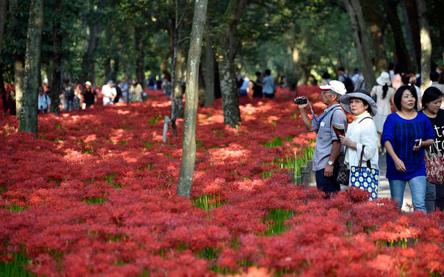 الحديقة تضم نحو خمسة ملايين من زنابق العنكبوت الأحمر.