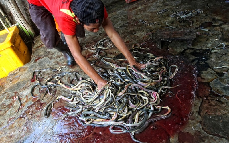 مصانع الجلود في اندنوسيا، حيث  يتم قتل الاف الثعابين اسبوعياً  من اجل الحصول على جلودها التي يتم معالجتها ودباغتها لكي تصبح  مناسبة  لصناعة الالبسة والحقائب الفاخرة . نقلا عن صحيفة "ديلي ميل".
