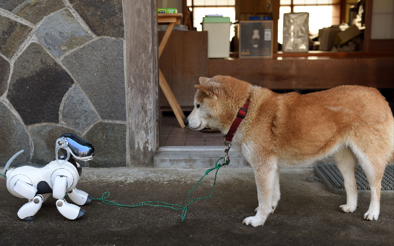 كلب روبوت ، طورته شركة "سوني " اليابانية. المصدر- ا.ف.ب