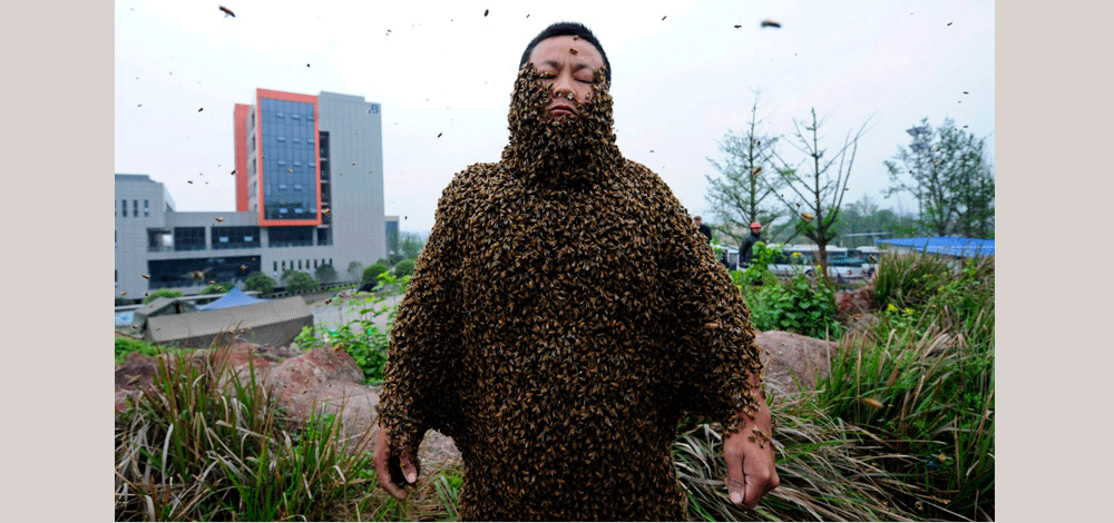 الصين ، رجل يدع 331.000 نحلة تستقر على جسده