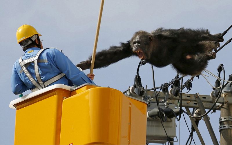 شمبانزي يصرخ بوجه عامل يحاول إنقاذه بعد أن علق على حافة سلك كهربائي.اليابان.أبريل