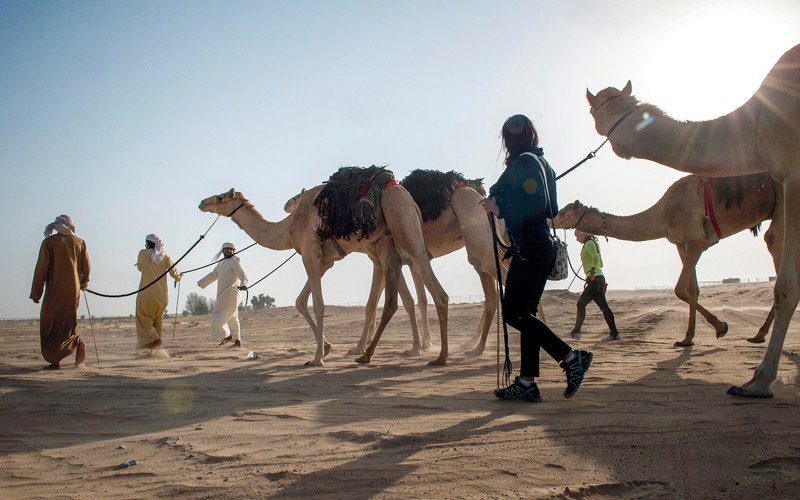 رحلة الهجن تجدد استكشافها صحراء الإمارات