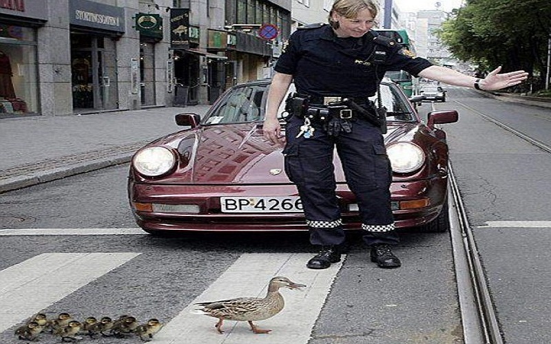 شرطية توقف السيارات من أجل بطة وفراخها