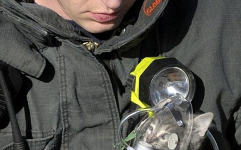 رجل إطفاء يضع قناع الأوكسجين لقطة بعد إنقاذها من منزل محترق