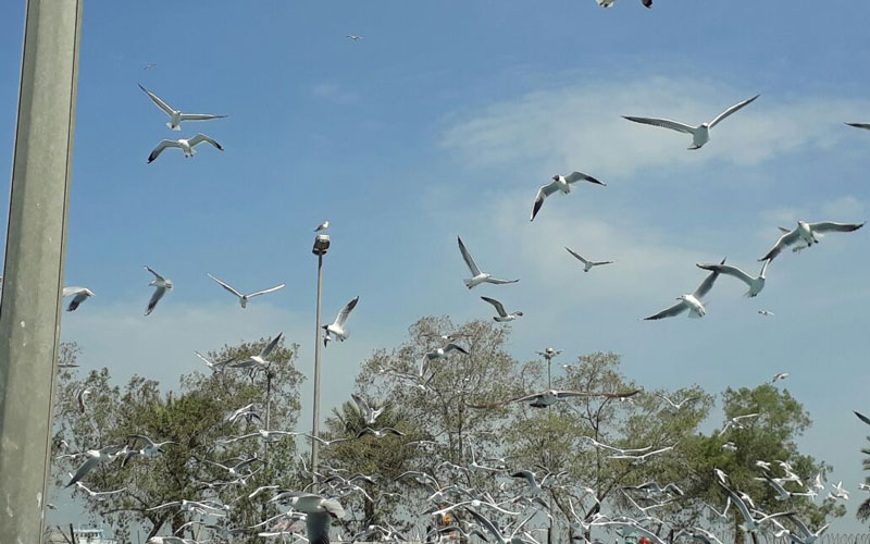 طيور النورس تحوم حول حاويات السمك. تصوير كمال بوسبع