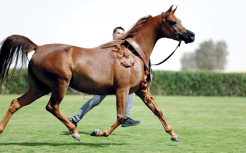 مربط دبي يعرض أجمل خيول العالم للجمهور في يوم مفتوح
