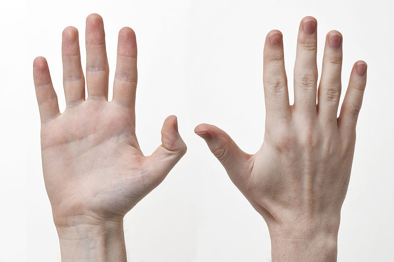 #سؤال_بسيط... لماذا تختلف اصابع اليد ..وماسبب وجود البصمات ؟