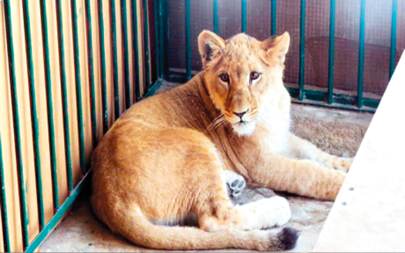 حجز الحيوانات المضبوطة في أماكن خاصة ومهيئة لرعايتها. من المصدر