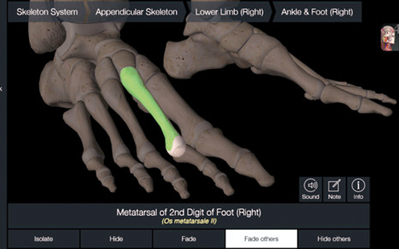 التطبيق يتيح رؤية أكثر من جزء من الهيكل العظمي في الوقت نفسه.  من المصدر