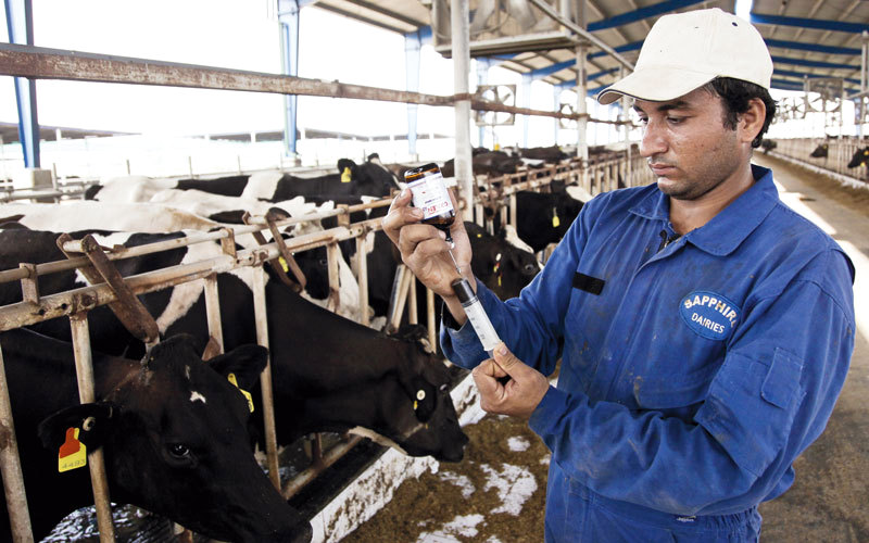 مشروع الترقيم يسجل التحصينات والبرامج العلاجية التي خضعت لها الماشية. أرشيفية