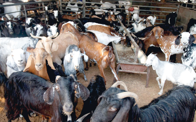 «القسم» يقدم خدمات وقائية وعلاجية لتحصين الحيوانات الإنتاجية. أرشيفية