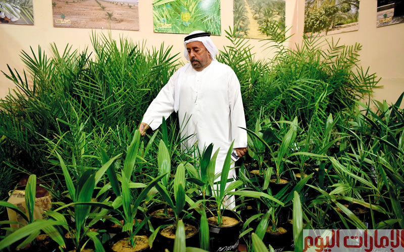 تصوير: نجيب محمد