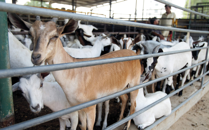 تجار أكدوا أن أبرز أنواع المواشي التي ارتفعت أسعارها أخيراً الأغنام الأسترالية والأبقار الإثيوبية المنشأ.   أرشيفية