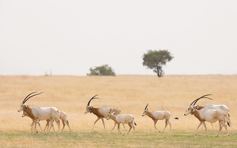 الحيوانات التي أطلقت فُحصت بشكل دقيق للتأكد من سلامتها.  وام