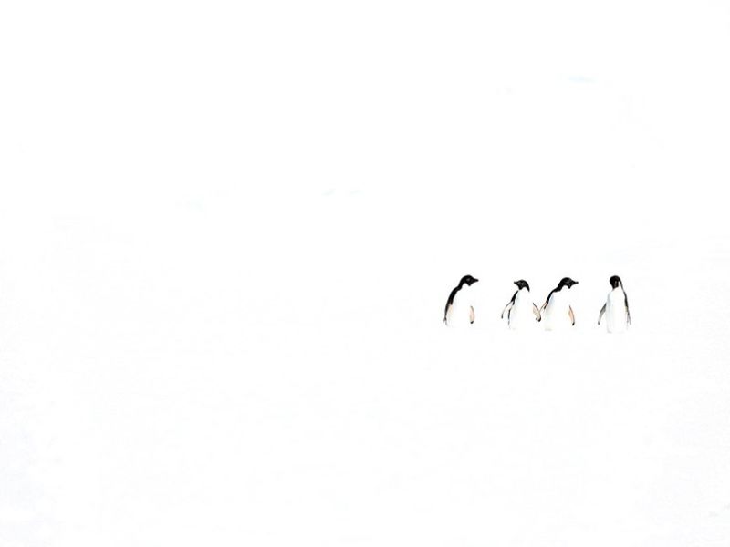 ويقول ماير  الذي اصبح مهووسا بالبطاريق أن سلوك هذا الحيوان  يتغير كل موسم ولكنه  نوع من الطيور  المسلية دائما .