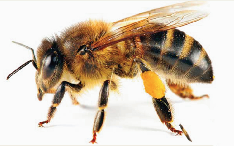 غرافيك.. 6 دورات حول الأرض و20 ألف نحلة.. من أجل كيلوغرام واحد من العسل