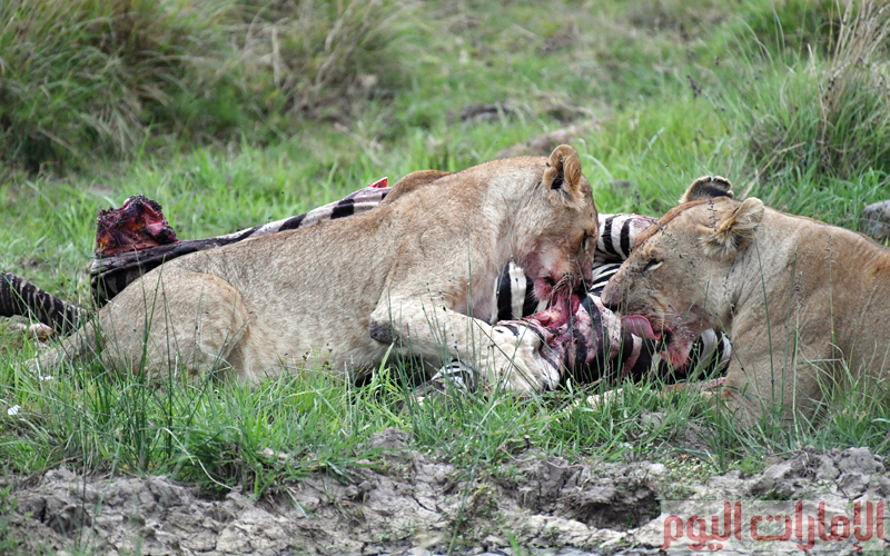 مجموعة من الصور التقطها مصوّرو «الإمارات اليوم»، خلال رحلة إلى المحمية الطبيعية «ماسايا مار» في كينيا، حيث تظهر غريزة الافتراس لدى بعض الضواري تجاه حيوانات مسالمة في المحمية.
