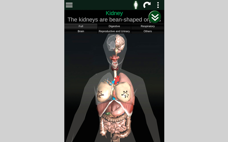 Internal Organs In3d Anatomy نماذج تشريحية ثلاثية الأبعاد لأعضاء