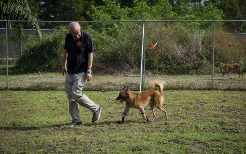 أعلنت جمعية خيرية لرعاية الحيوانات أن الكلب كولا أصبح الأول في العالم الذي يحصل على ساقين اصطناعيتين بتقنية عالية بعد أن تسببت لحظة غضب لأحد سكان بانكوك بقطع السيقان الأمامية للكلب.( الصور وكالات ).