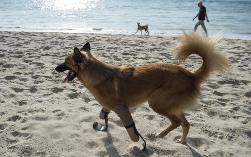 وأشارت الجمعية إلى أن الكلب أصبح الأول في العالم الذي يحصل على ساقين اصطناعيتين ذات شفرات من المواد نفسها التي تستخدم للعدائين المشاركين في أولمبياد المعاقين (الألعاب البارالمبية).
