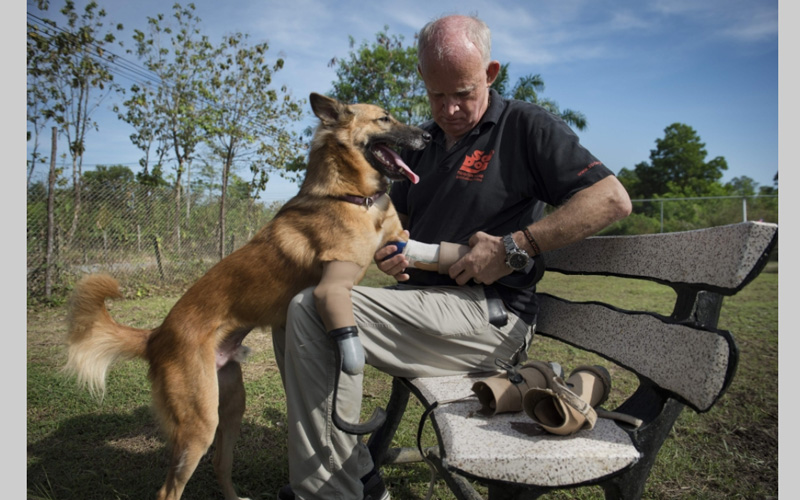 ونقلت دوتيشه فيله عن مؤسس الجمعية، جون دالي: "إننا سعداء للغاية لرؤية كولا يركض بساقيه. إنه أمر رائع أن نجده يلعب ويركض مثل باقي الكلاب".