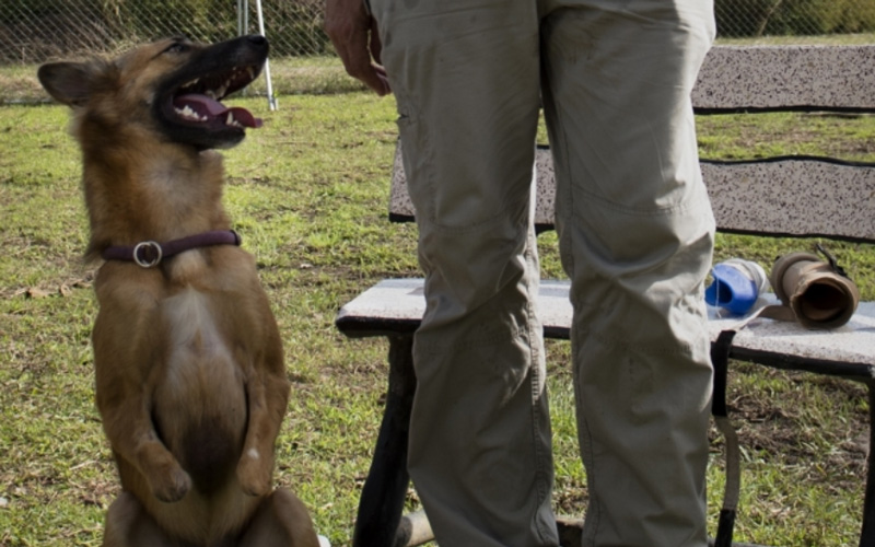 وكانت جيل دالي، زوجة مؤسس الجمعية والتي فقدت ساقيها أيضاً بعد أن إصابتها بإنتان دموي منذ عشرة أعوام ، تعاطفت بشدة مع "كولا" ونقلته مسافة 840 كيلومتراً جنوب العاصمة بانكوك إلى بوكيت.