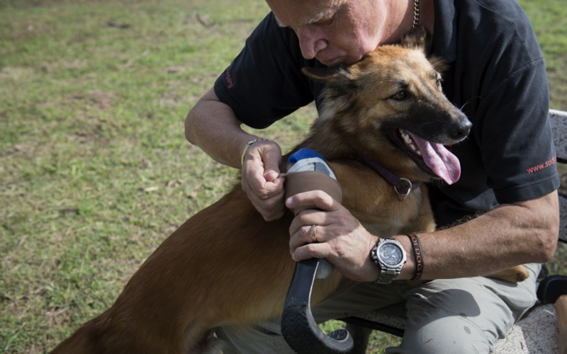 واتخذت جيل دالي، التي كانت حصلت لنفسها على ساقين اصطناعيتين من معمل مختص في منتجع بوكيت، القرار وطلبت من المعمل تجهيز ساقين اصطناعيتين لكلبها.