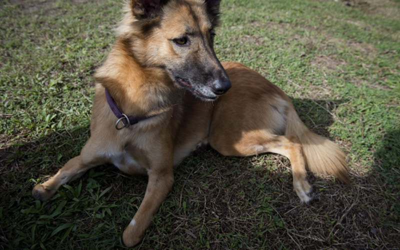 الساقان استغرقا نحو عام لإنتاجهما وهما مشابهان للغاية للسيقان التي يستعين بها الرياضيون في دورات الألعاب الأولمبية للمعاقين".
