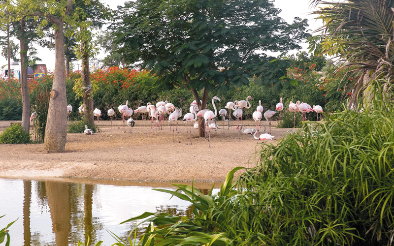 (سفاري دبي) إحدى أكثر الوجهات السياحية المرتقبة هذا العام.

من المصدر