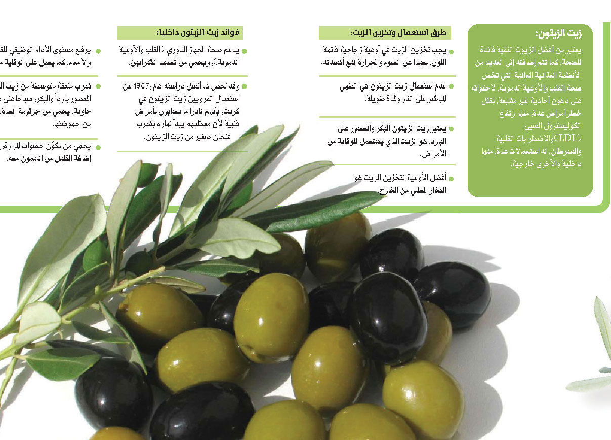 شجرة الزيتون رمز وبركة وفوائد صحية حياتنا ملامح الإمارات