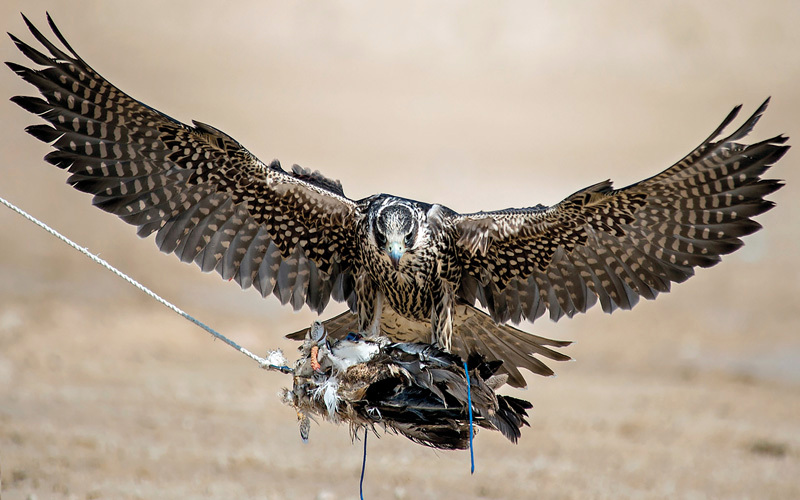 بطولة فزاع للصيد بالصقور تشهد إقبالاً مميزاً للمشاركة بمنافسات «التلواح».