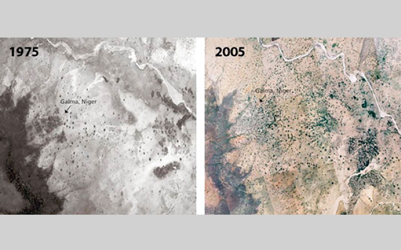 غابة ياكوبا غيَّرت تماماً المناخ المحلي للمنطقة. الإمارات اليوم