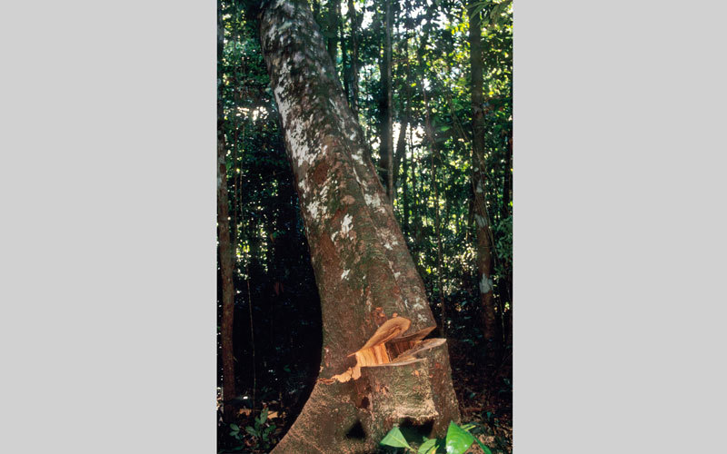 أشجار حوض الأمازون تتعرّض للإبادة.   غيتي