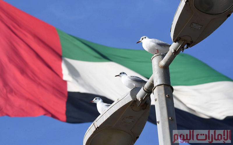 تهاجر طيور النورس مع بداية كل فصل شتاء سنوياً من المناطق الشمالية الشديدة البرودة الى دولة الإمارات الأكثر اعتدالا، حيث تهاجر لمسافة 5000 كيلومتراً من سيبيريا والشواطئ الشمالية المتجمدة حتى الشواطئ الإماراتية المشمسة، وتسمى محلياً(الحربش)او (ام الحريش). تصوير:إريك ارازاس