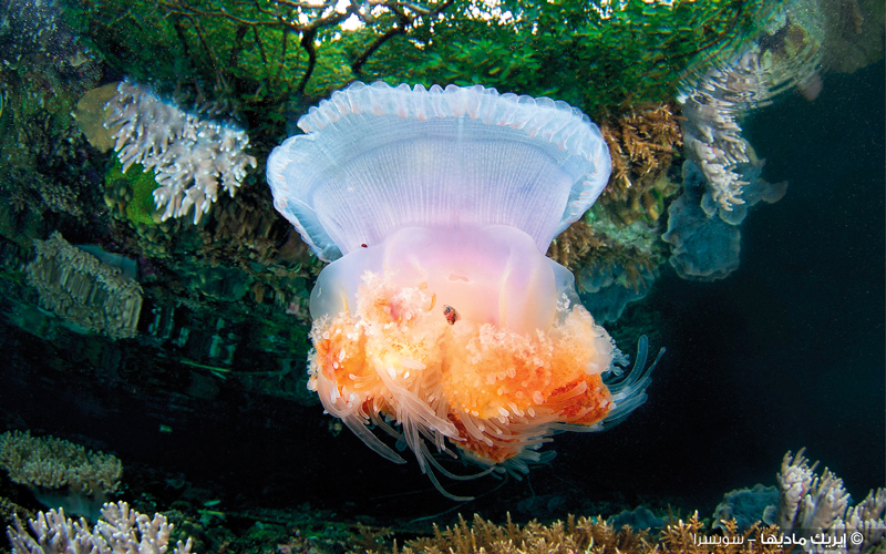 إيريك ماديها - سويسرا