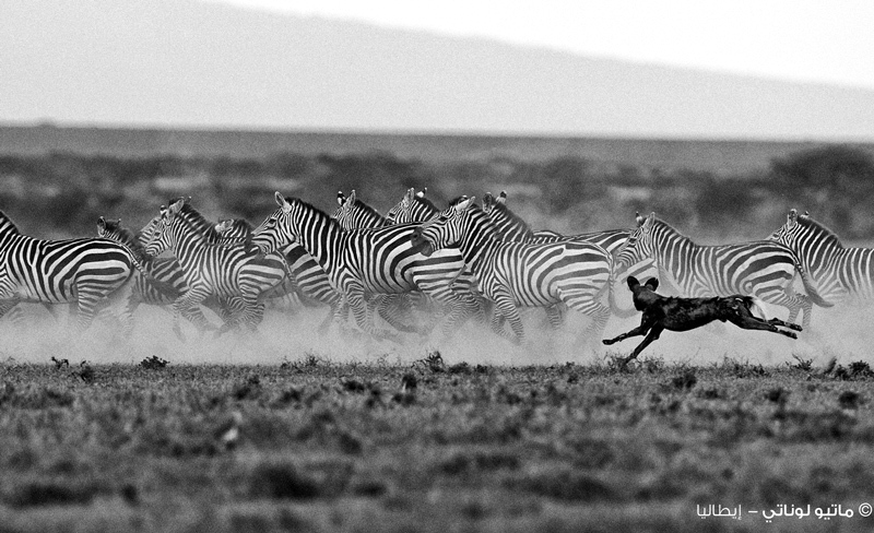 ماتيو لوناتي - إيطاليا