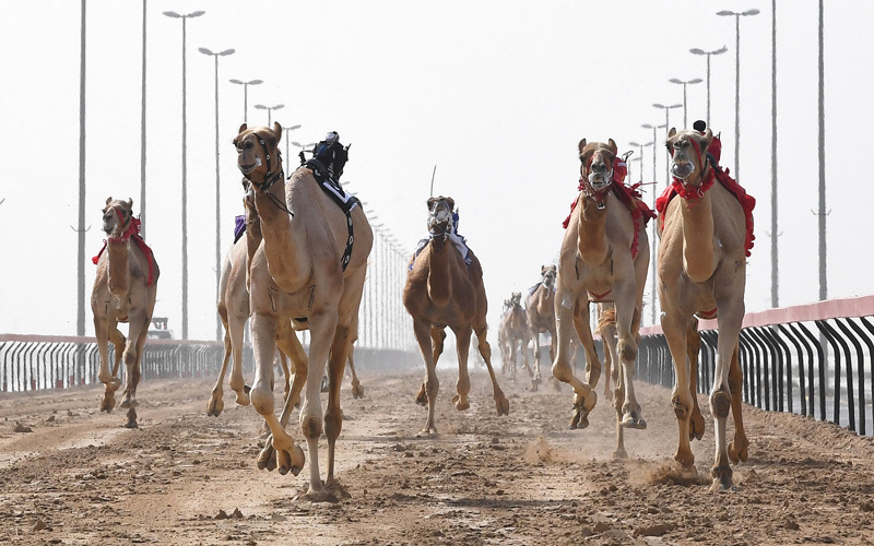 من منافسات اليوم الختامي لمهرجان القدرة.

تصوير: أسامة أبوغانم