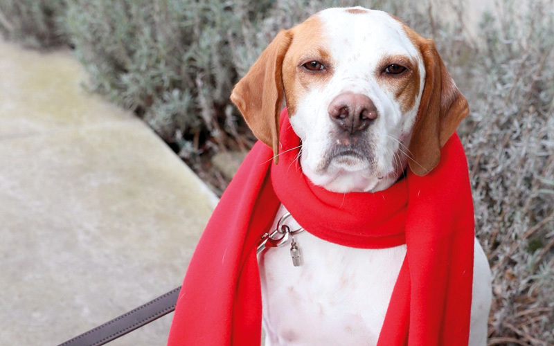 الكلبة ليما تضع وشاح الحزب على رقبتها. غيتي