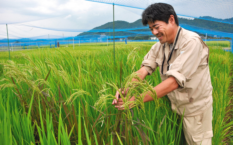 التحاليل أثبتت خلوّ الأرز من الإشعاعات أو أي مواد خطرة.  أرشيفية