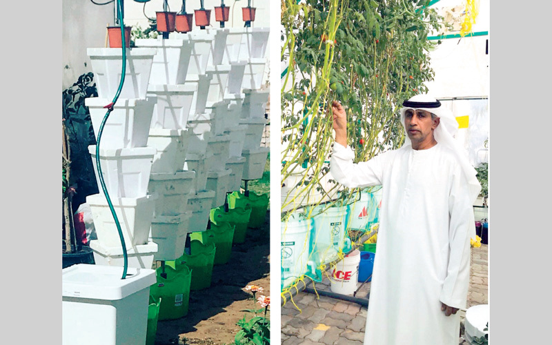 الشامسي أسس مزرعة في منزله باستخدام تقنيات مبتكرة. الإمارات اليوم