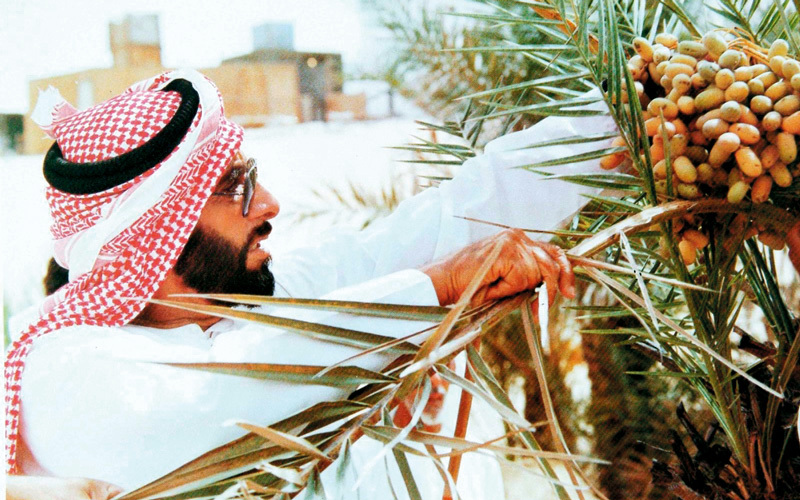الإمارات تضم أكبر عدد من أشجار النخيل في العالم. أرشيفية
