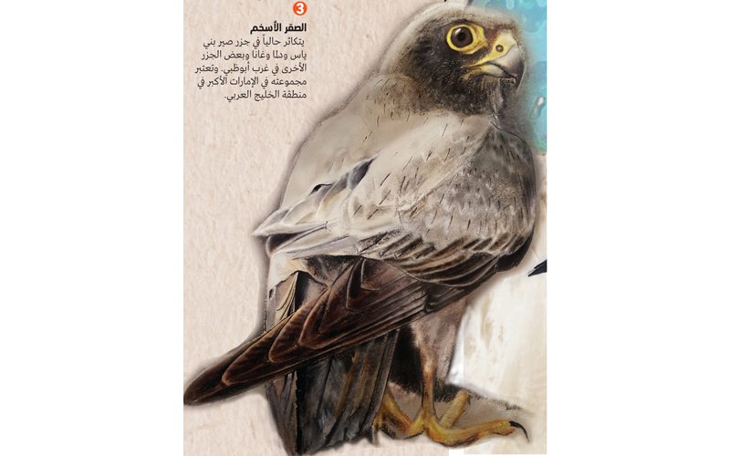 443 نوعاً من الطيور تحلق في سماء الإمارات